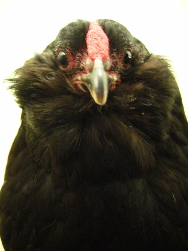 Munster 2009 111.jpg - Antwerpener Bartzwerge schwarz von Julian Temme